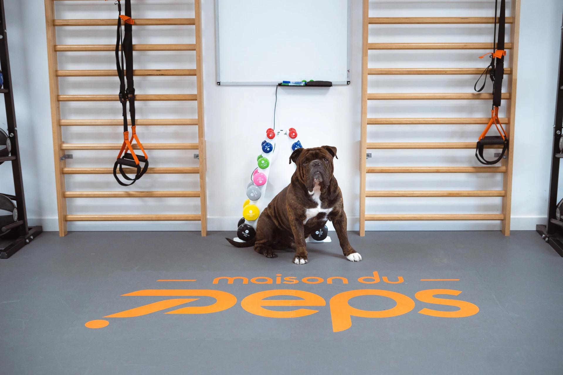Chien mascotte assis dans la salle devant le logo Maison du Peps peint au sol